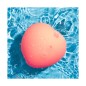 Pink Peach | Succionador de Clítoris Forma de Melocotón Pink Peach | Succionador de Clítoris Forma de Melocotón