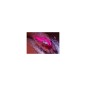 Lush 4 | Vibrador para Punto G con App